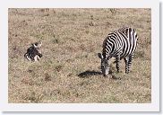 07IntoNgorongoro - 054 * Burchell's Zebra with baby.